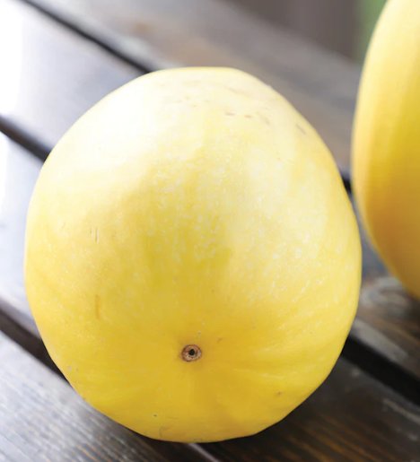 Organic Spaghetti Squash  Seeds * Organically Grown 25 Count *