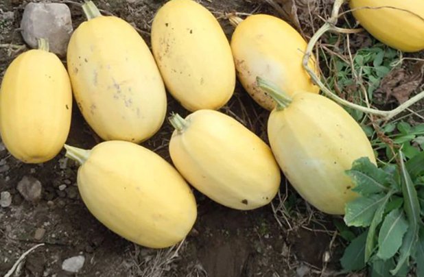 Organic Spaghetti Squash  Seeds * Organically Grown 25 Count *