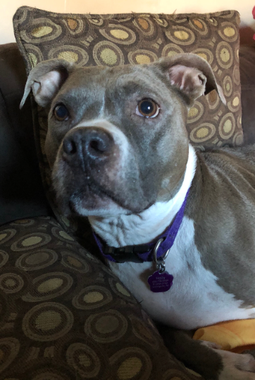 Precious Pets Pad Balm * Organic Healing Balm For Bottom of Pet's Paws