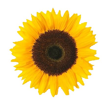 SunFlower Enchantment **All Natural** Organic Deodorant  * Aluminum Free *